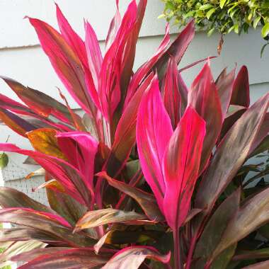 Cordyline fruticosa