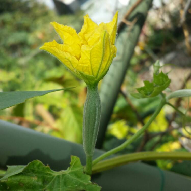 plant image 908514