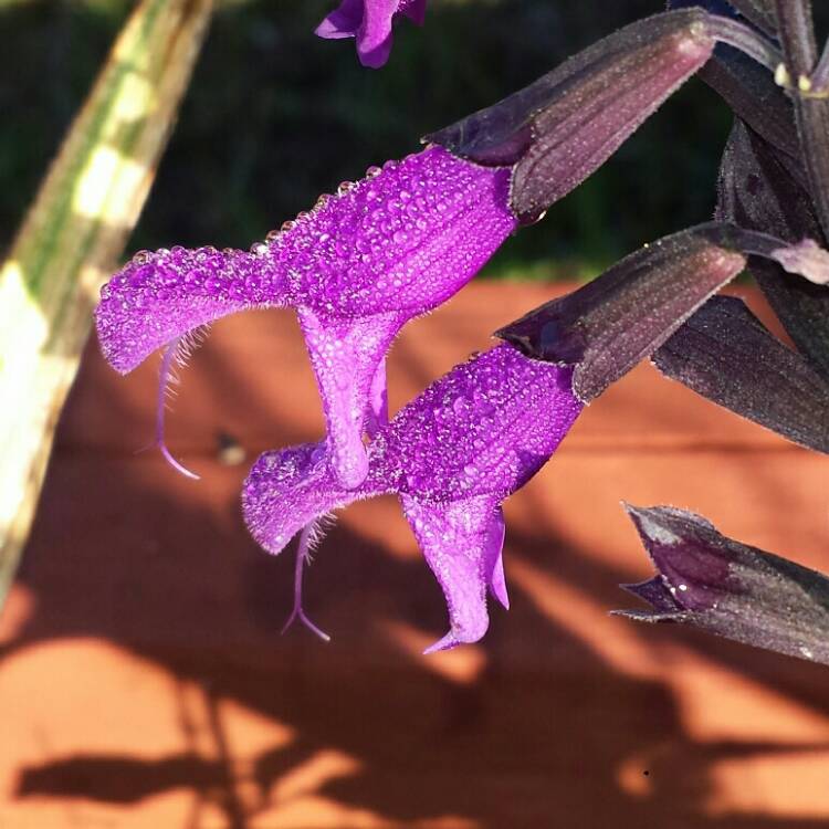 plant image 908830