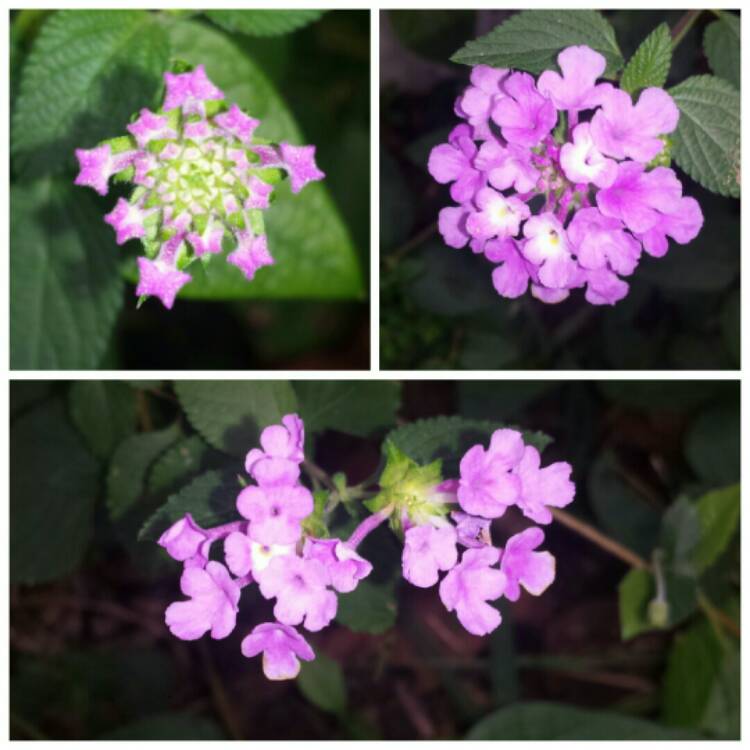 Plant image Lantana Montevidensis