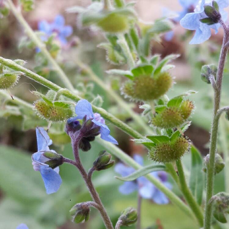 plant image 912143 plant image 912143
