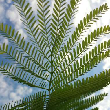 Delonix regia