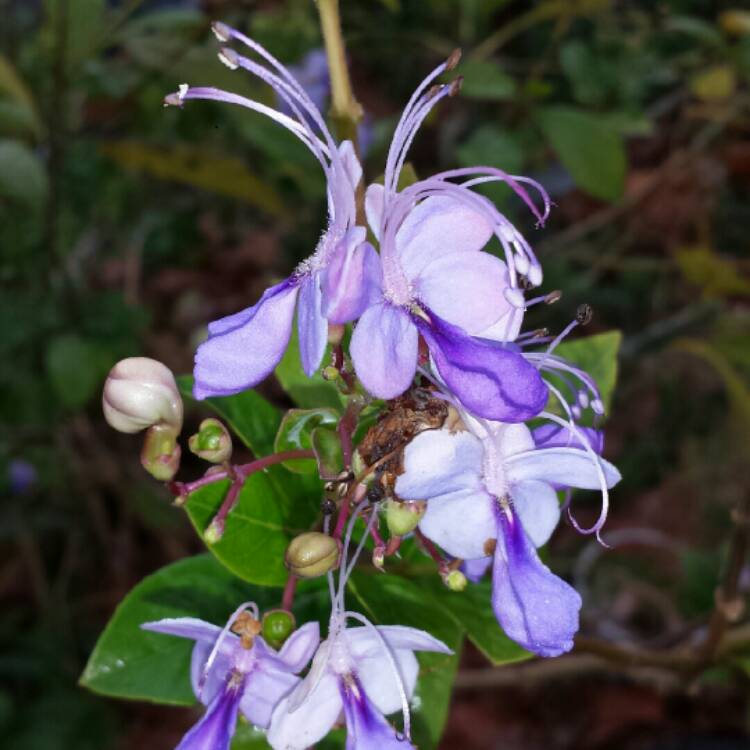 plant image 913474 plant image 913474