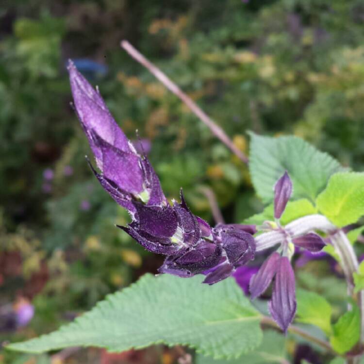 plant image 913491