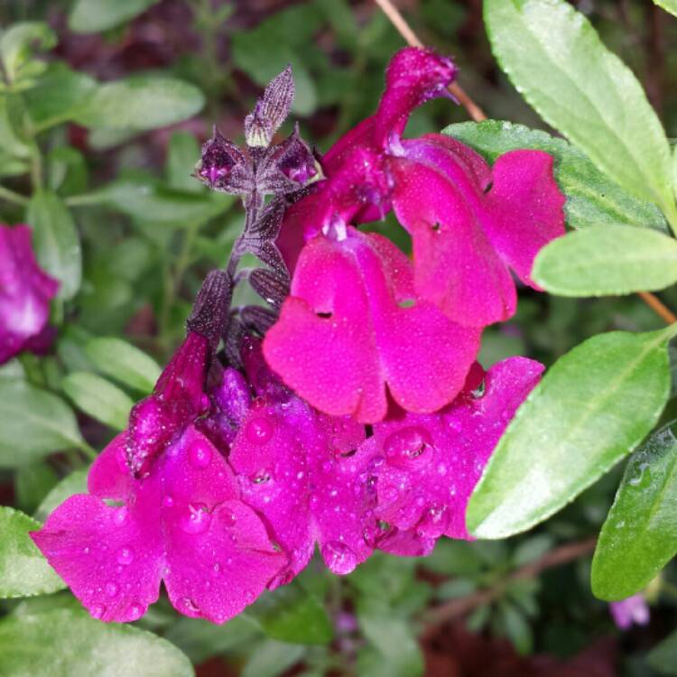 plant image 914358