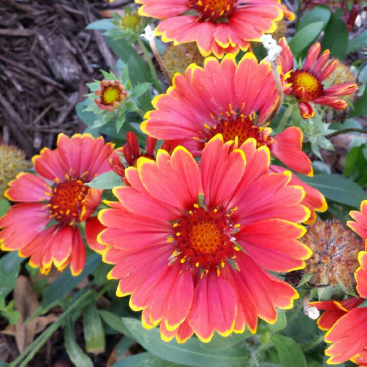 Plant image Gaillardia x grandiflora 'Arizona Red Shades' syn. Gaillardia 'Arizona Red Shades'
