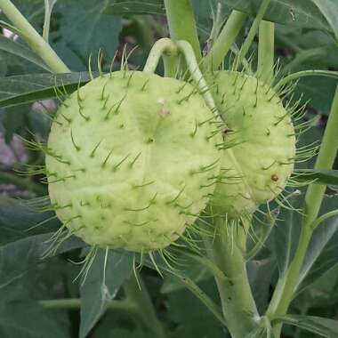 Gomphocarpus 'Hairy Balls'