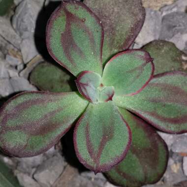 Echeveria Nodulosa