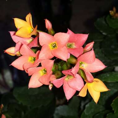 Kalanchoe Blossfeldiana