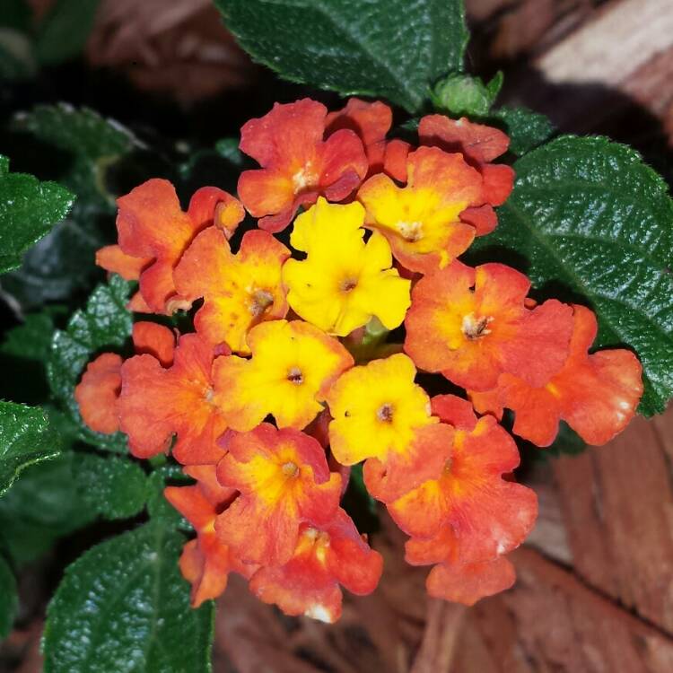 plant image 955926