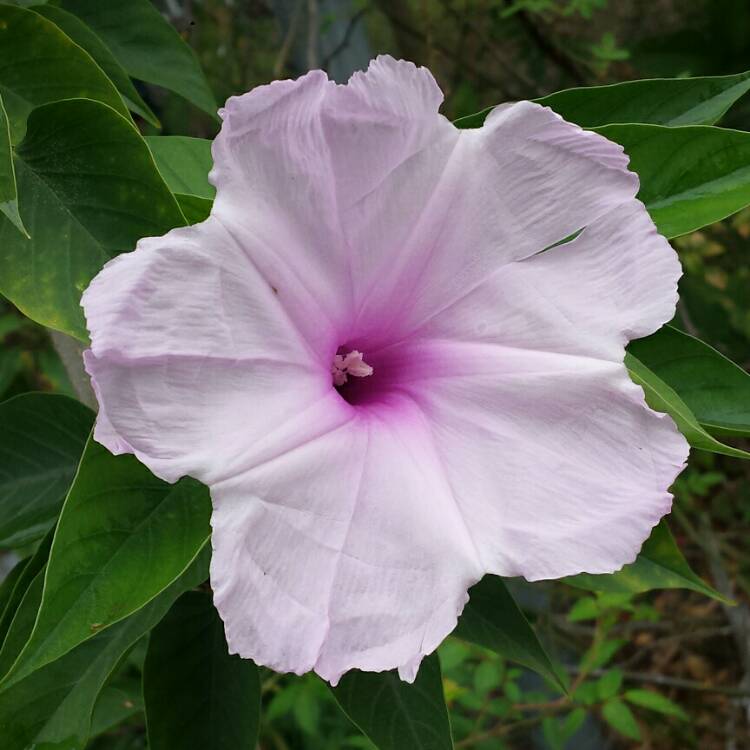 plant image 961562