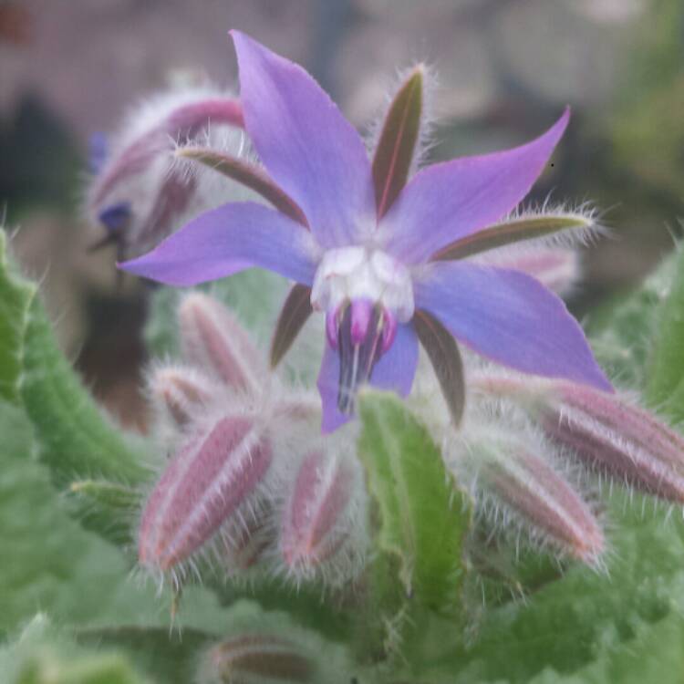 plant image 962924