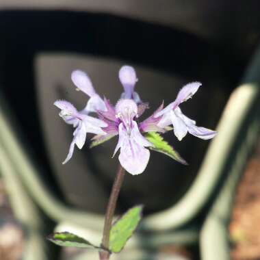 Stachys floridana