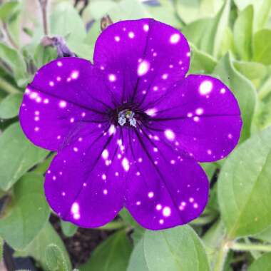 Petunia 'Kleph15313' syn. Petunia 'Night Sky', Petunia 'Headliner Night Sky'