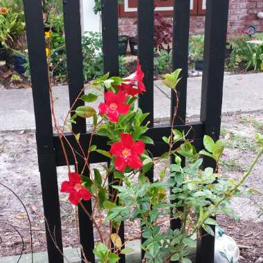 Mandevilla syn. Dipladenia