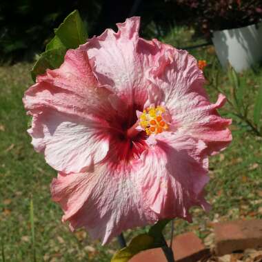 Hibiscus rosa-sinensis