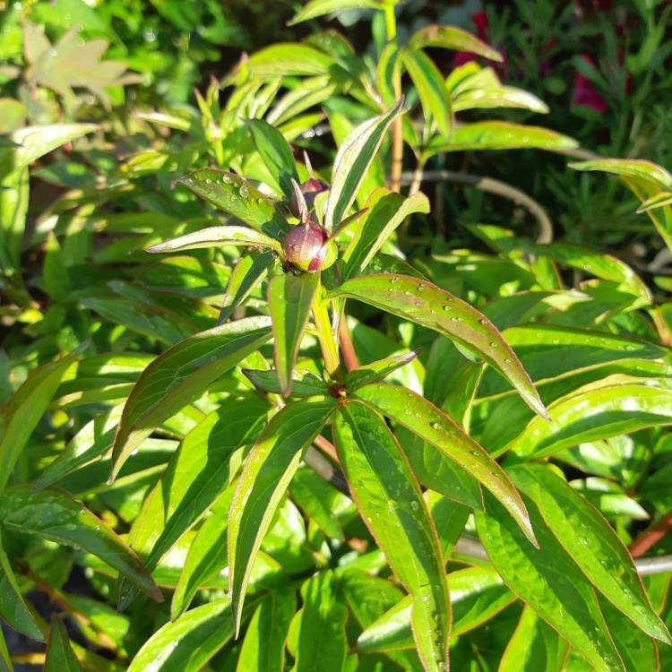 plant image 1003593 plant image 1003593