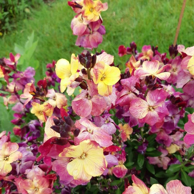 plant image 1009159