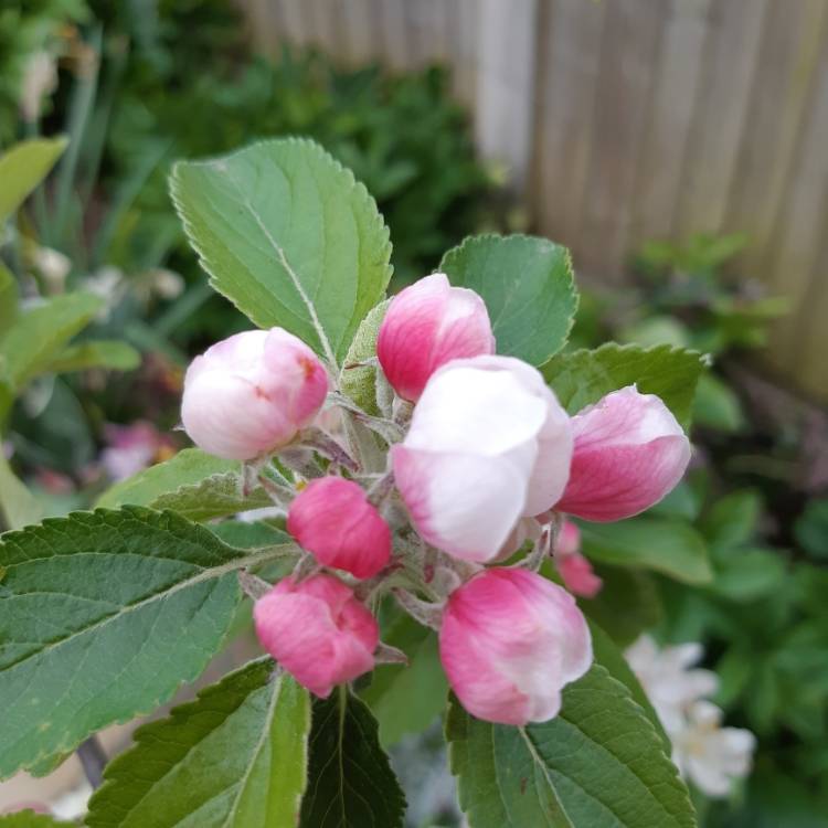 Plant image Malus domestica 'Cox's Orange Pippin'