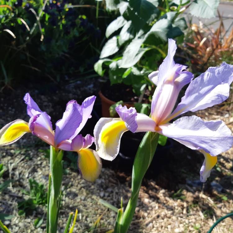 plant image 1030544