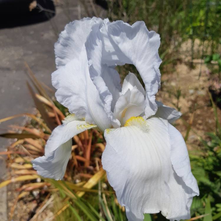 plant image 1031804