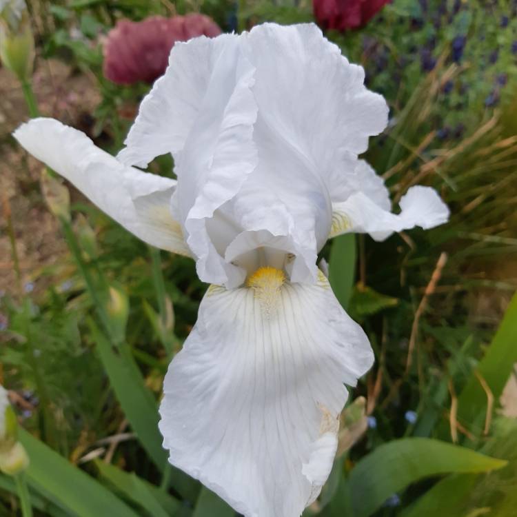plant image 1044594