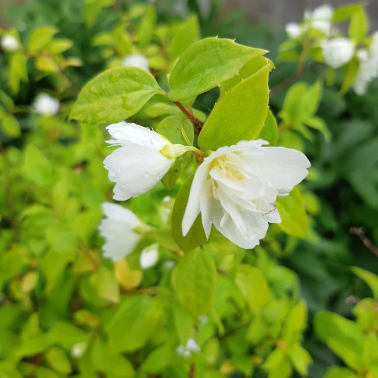 Plant image Philadelphus 'Manteau d'Hermine'