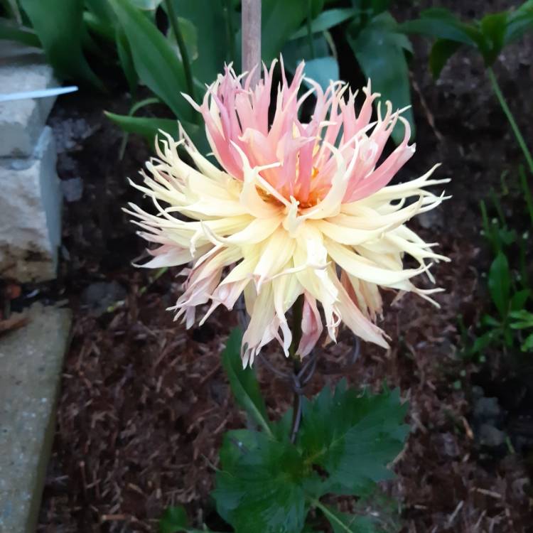 plant image 1058551
