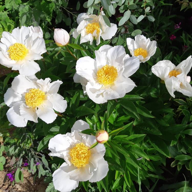 plant image 1062746 plant image 1062746