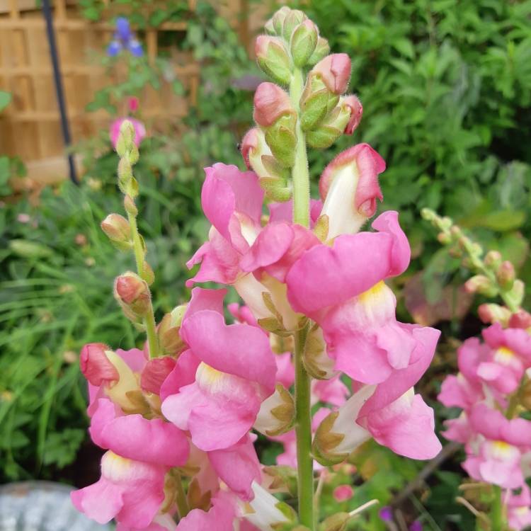 plant image 1068504