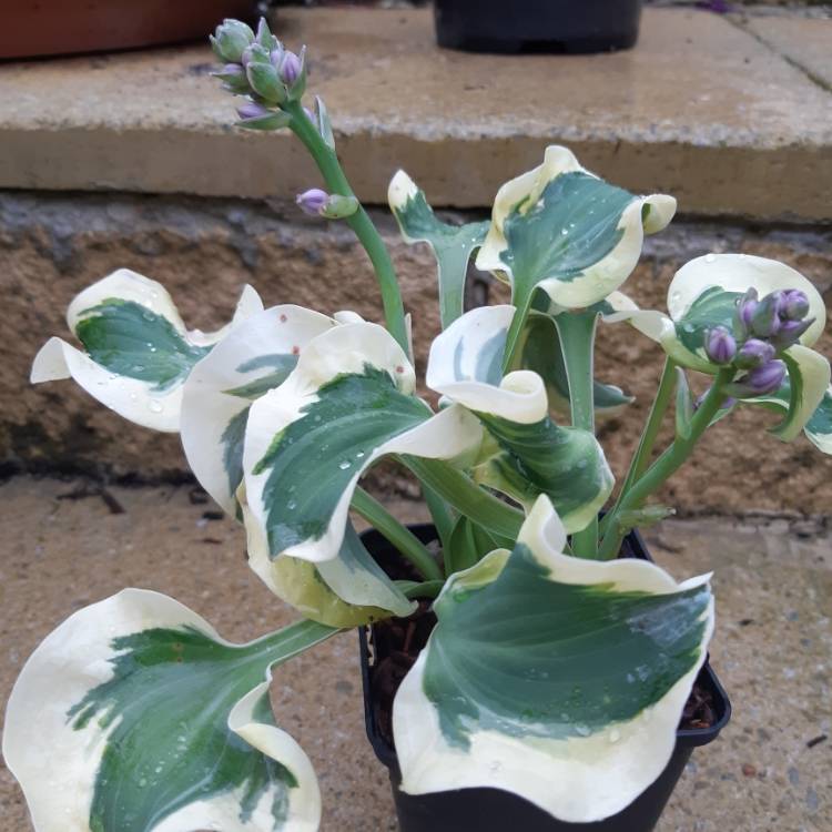 plant image 1083255
