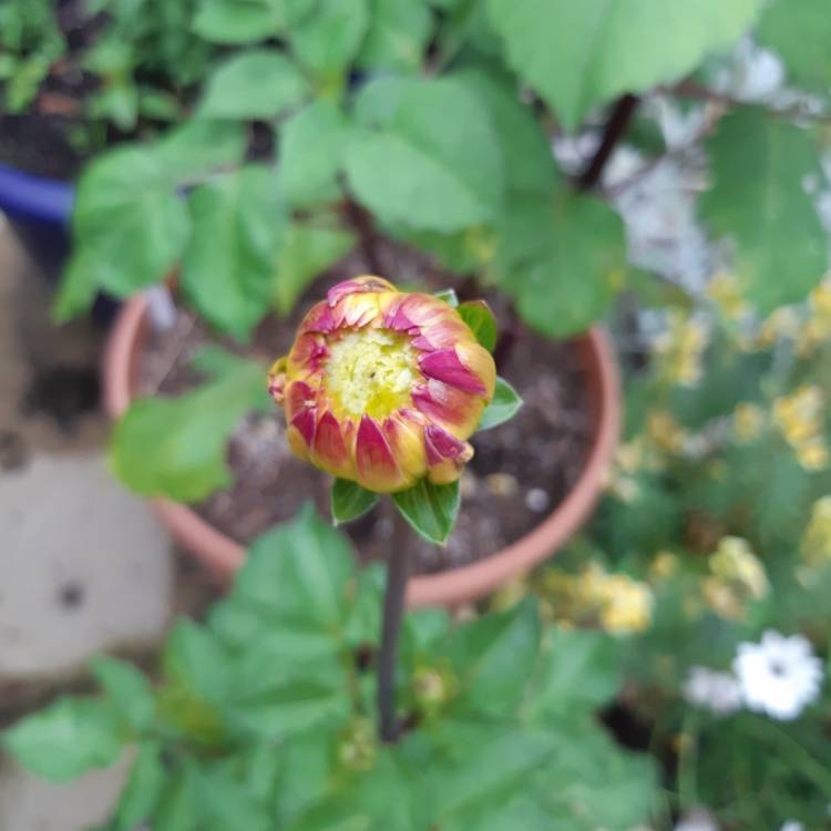 plant image 1091548