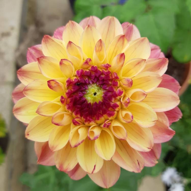 plant image 1096679