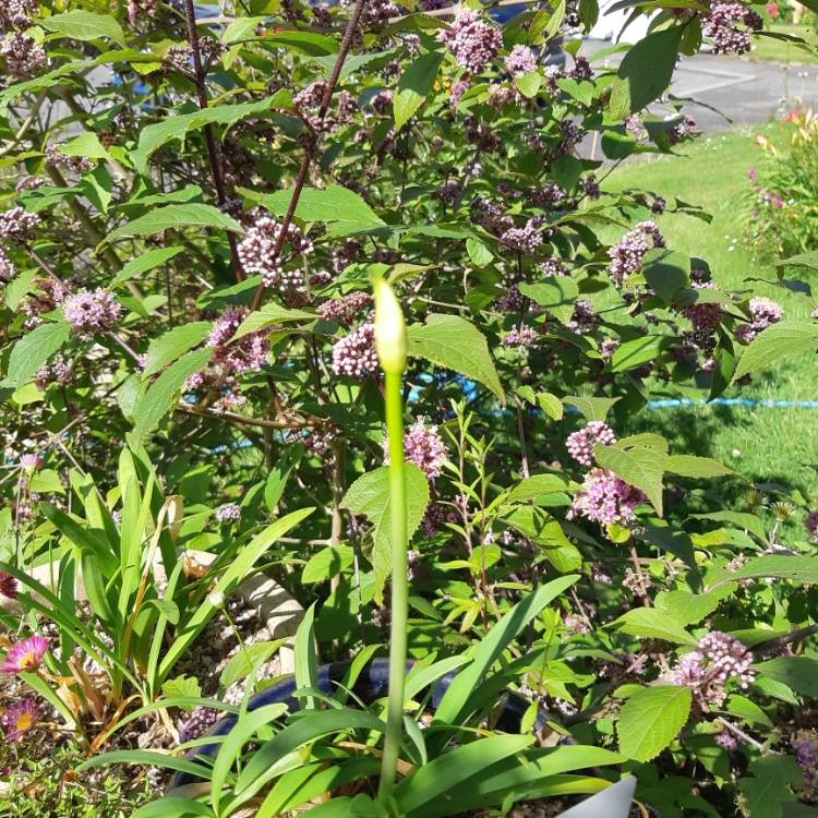 plant image 1099931