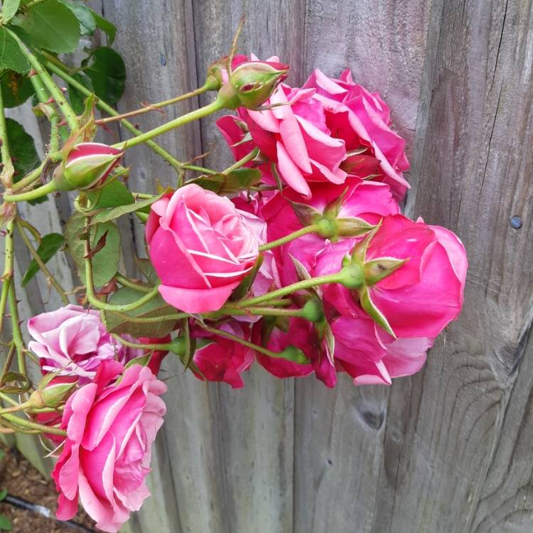 Plant image Rosa 'Pink Perpetue'