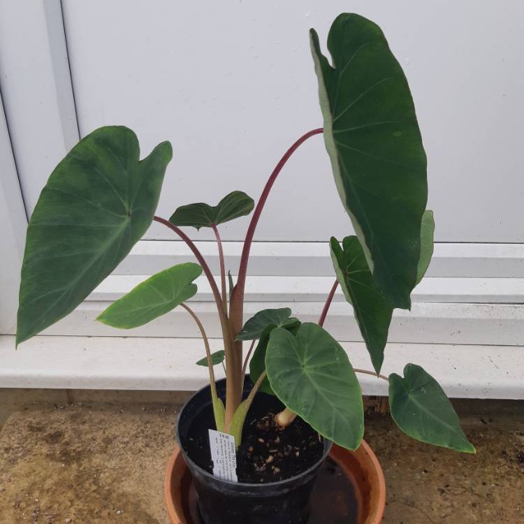 Plant image Colocasia esculenta 'Pink China'