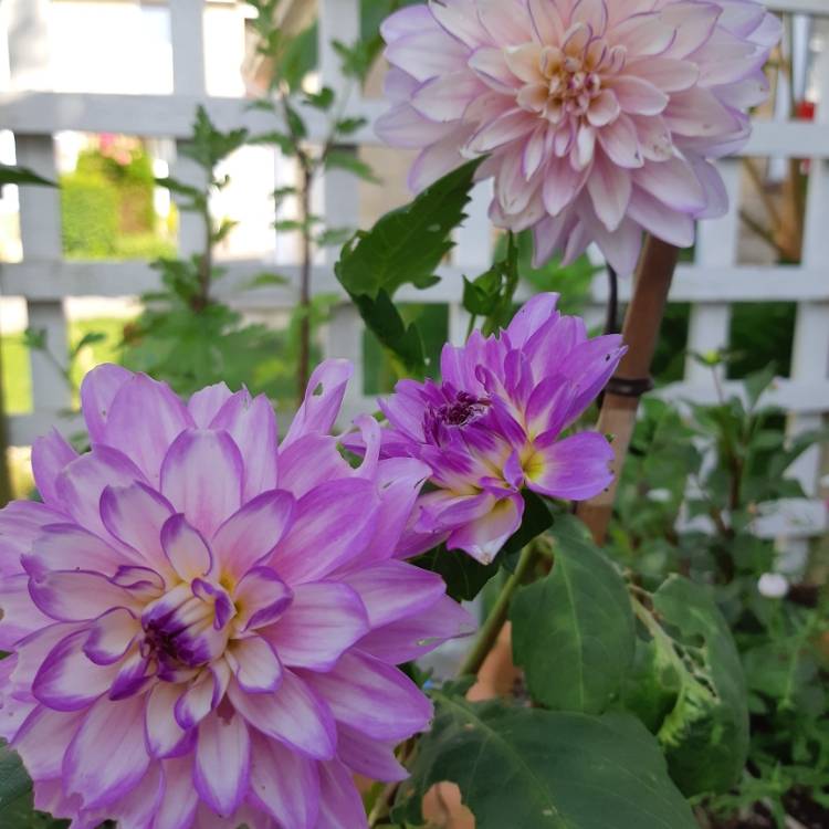 plant image 1113492