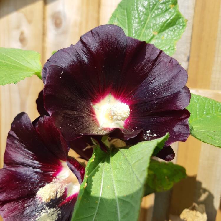 Plant image Alcea rosea 'Blacknight' (Spotlight Series)