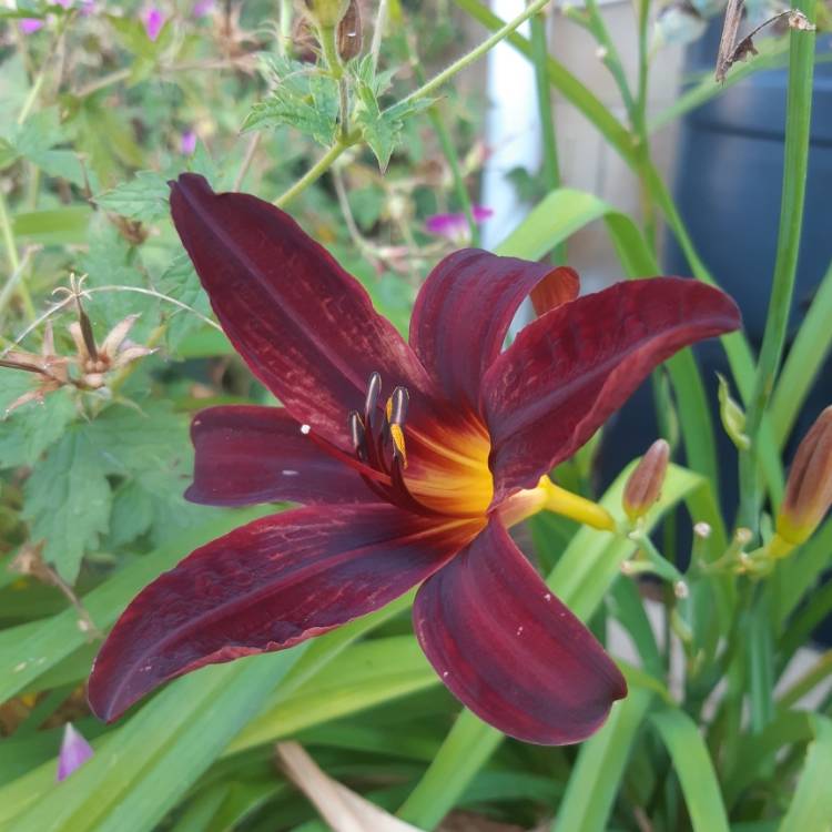 plant image 1115725