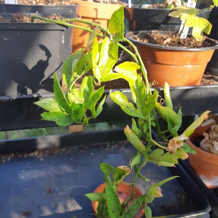plant image 1124868