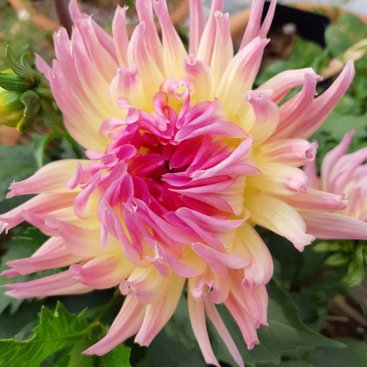 plant image 1130188