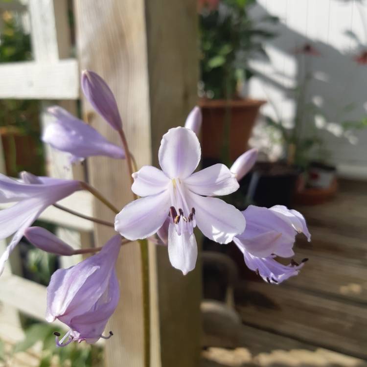 plant image 1135914