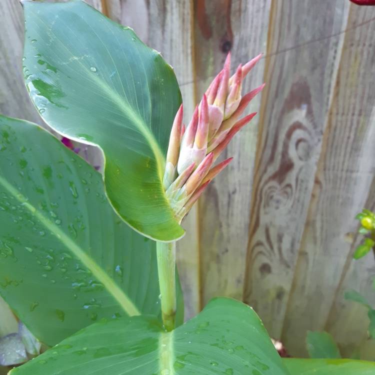 plant image 1138500