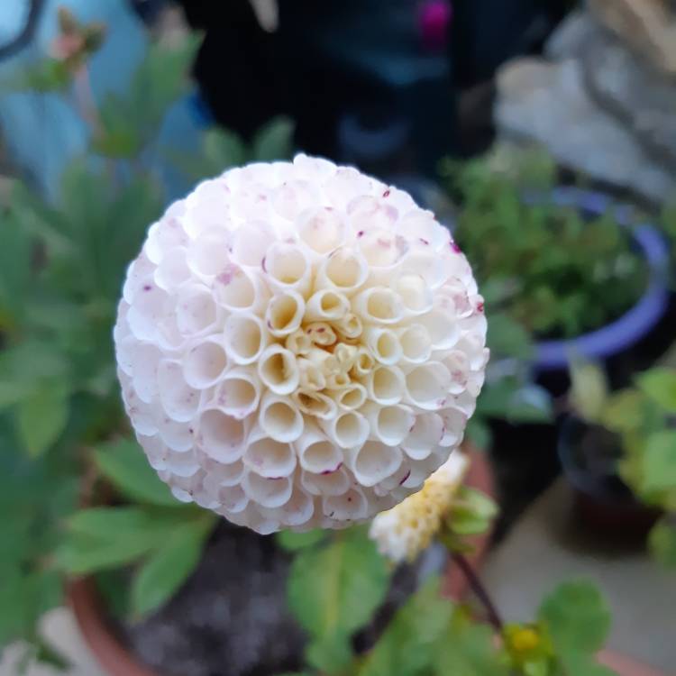 plant image 1141715