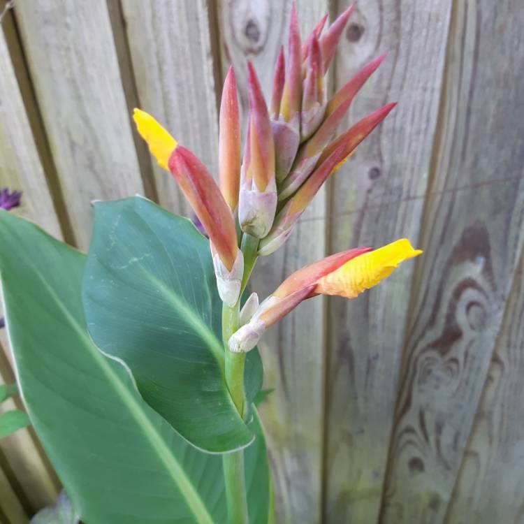 plant image 1142448