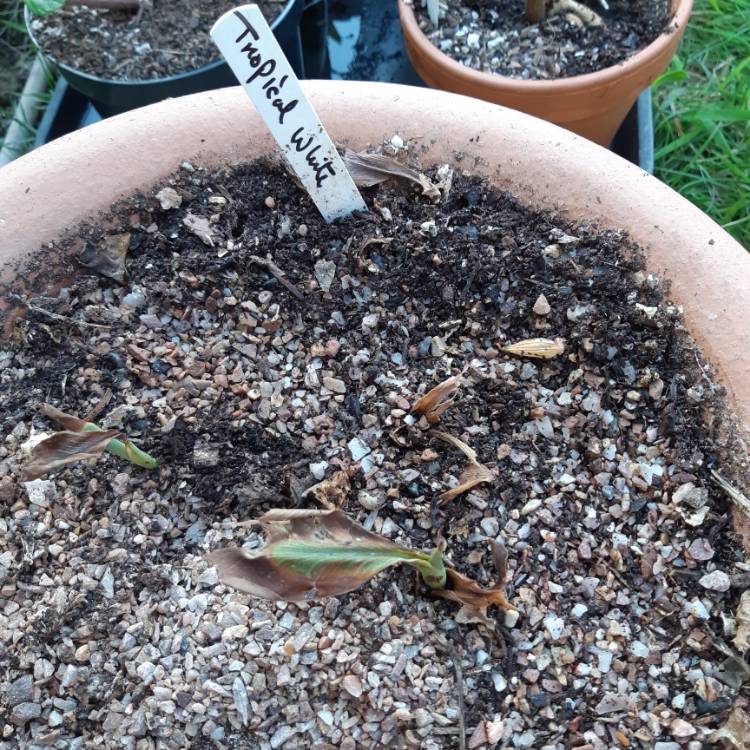 plant image 1142450
