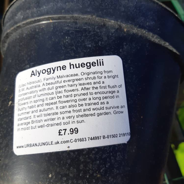 plant image 1142464