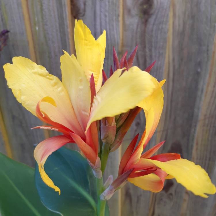 plant image 1143792
