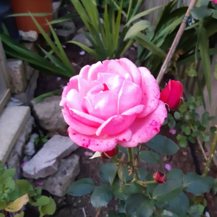 plant image 1147243 plant image 1147243