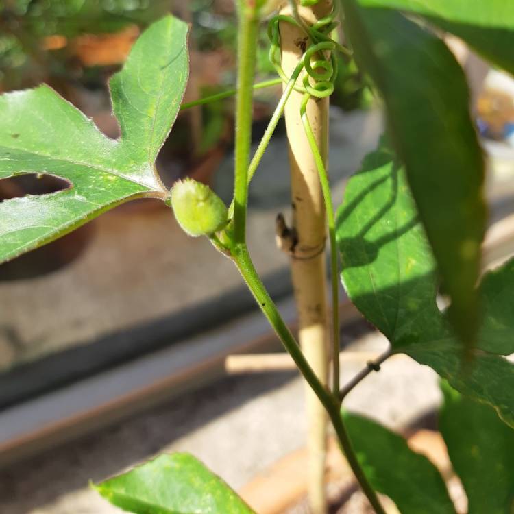 plant image 1150926